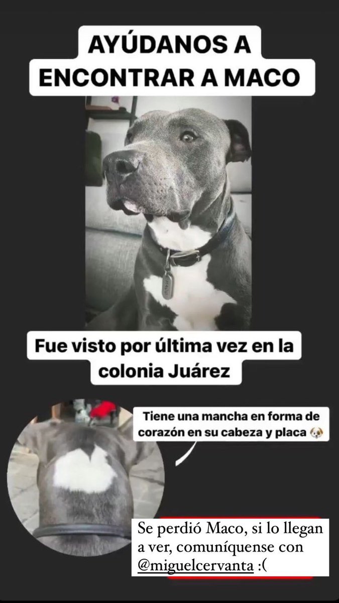 pingusaurus's tweet photo. Hola @PrrosPerdidosMX @VecinoJuarezDF nos podrían ayudar? Se perdió Maco, es súper educado y obediente. Cualquier info favor de contactarme o a @miguelcervanta https://t.co/uKUUicgoQf