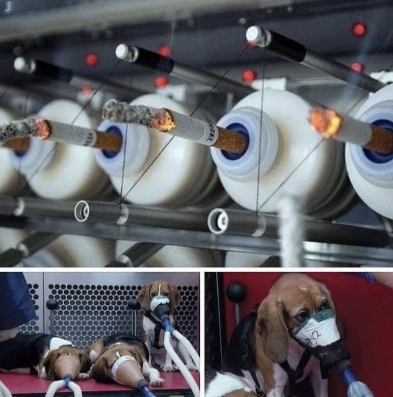 esdecirdiario's tweet photo. ¿Sabías que todavía se siguen probando los cigarrillos en animales? 

El tabaco de casi todas las marcas se prueba en animales: gatos, perros, hámsters, cerdos, conejos y monos. 

Se ven obligados a fumar entre 6 y 10 horas al día, ¡a veces de 5 a 7 días a la semana! 
#quesesepa https://t.co/RJcT8js4lf