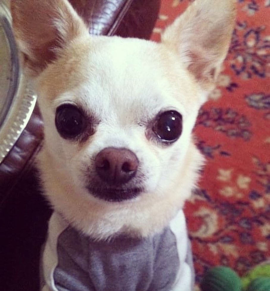 On November 7, 2013, I lost my best friend, Chico. 

🐶 Fast forward to November 13, 2021, Tiny But Mighty Fund recognized <a href="/agaperescue/">Agape Animal Rescue & Training Center</a> as our 7th Chico Award recipient. More details here on the Chico Award and more scoop this week!

tinybutmightyfund.com/chico-award

✌️❤️🐶 #tinybutmighty