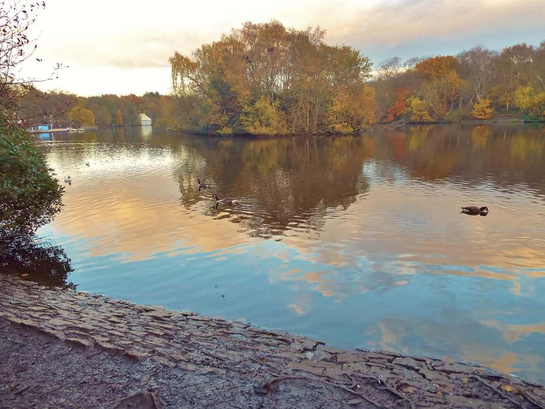 dvk0368's tweet photo. #meanderingmonday Canada Goose on the boating lake at Heaton Park yesterday #heatonpark #prestwich #greatermanchester #manchester #canadagoose #autumn #lake #reflectinglake #reflectiom #view #scenery #landscape https://t.co/cy0UcWvXAz