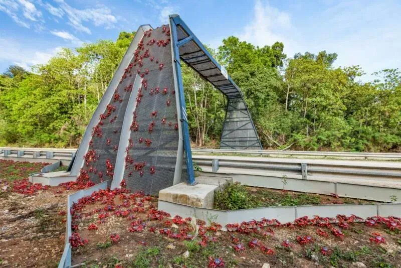 Goodable's tweet photo. Every year, millions of red crabs in Christmas Island, Australia migrate from the forest to the coastline.

This year, the staff at Christmas Island National Park set up special barriers, and built a custom bridge for the crabs to safely cross the road.

🇦🇺🦀 https://t.co/AJXHjLplwZ