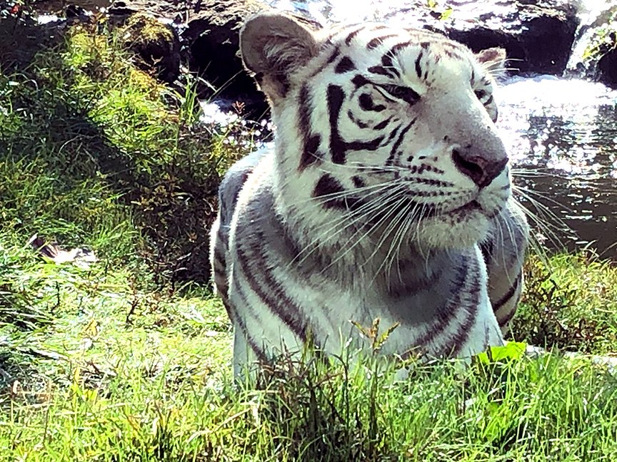 ZooMontgomery's tweet photo. Beautiful day to enjoy some sunshine and cool breezes @ the Montgomery Zoo. Just ask Shanti! #mymgmzoo #zaa #sunshine https://t.co/6BQzDTVDGd