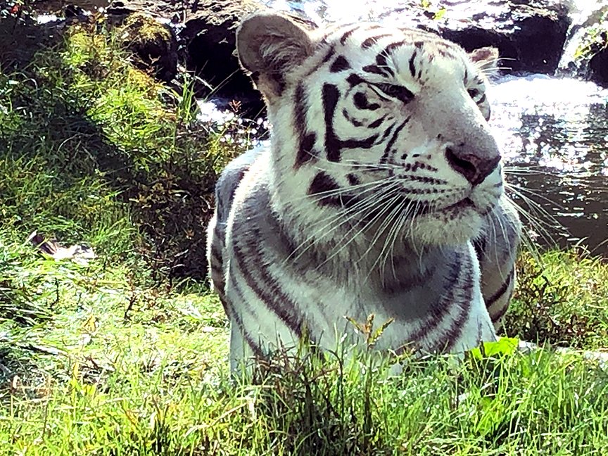 Beautiful day to enjoy some sunshine and cool breezes @ the Montgomery Zoo. Just ask Shanti! #mymgmzoo #zaa #sunshine