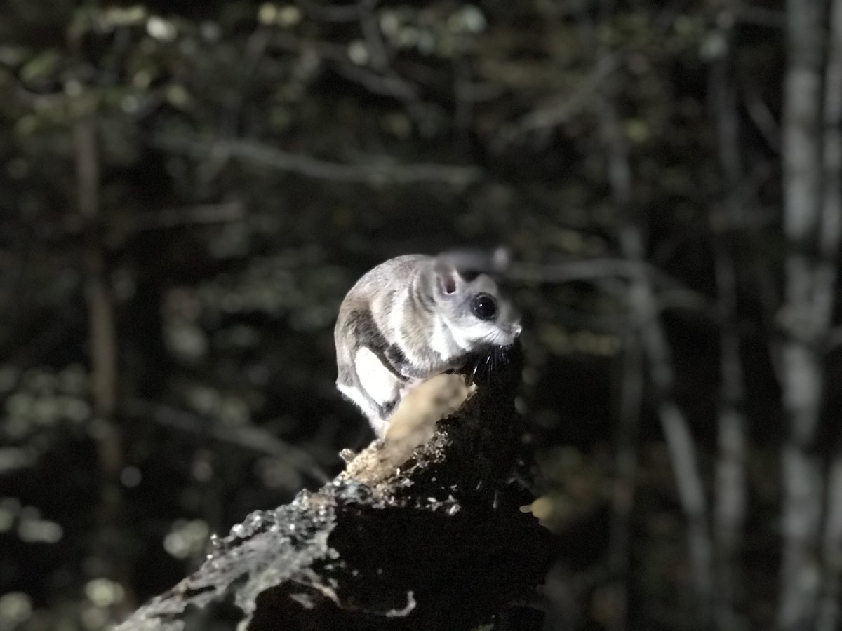KawarthaFlyer's tweet photo. New from @geneticsjesse, a reference genome for flying squirrels:https://t.co/alL9bZwVem @jeffcbowman @BeckySTaylor @clycaon #KFSP #Genomics https://t.co/nfXd4N4eYt