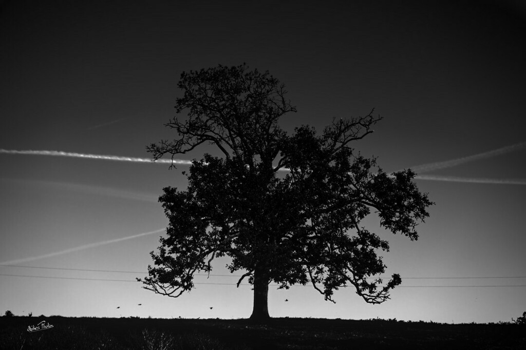 PhotosSikes's tweet photo. Setting Sun On Tree
#raw_bnw #settingsun #bnw #bnwfineart #bnwcommunity https://t.co/68L758ZYzj https://t.co/LeCq12zyDf