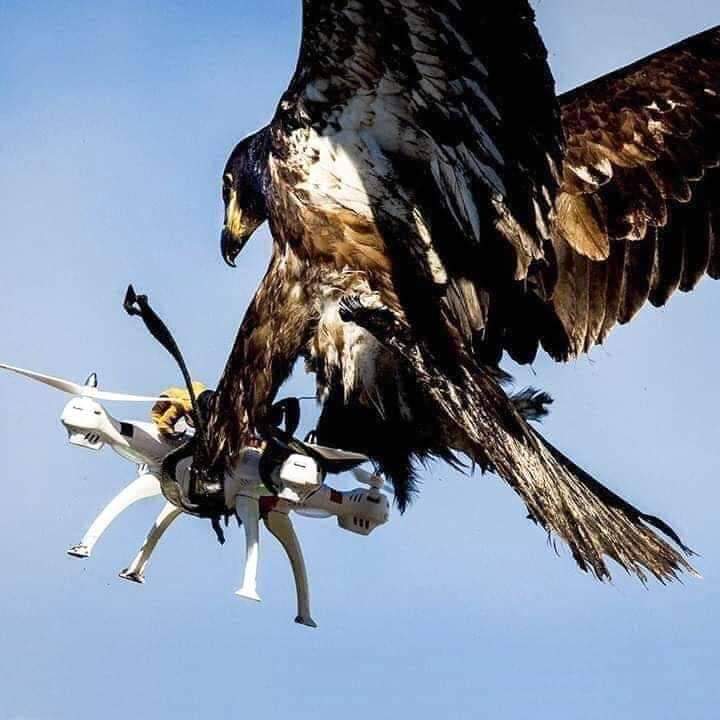 who_JSS's tweet image. மாட்னா டா என் பம்பரா கட்ட மண்டைய 😂
maatnaan da en bamabara katta mandaya😁

Never mess with nature 🤗🔥
#wildlife
#naturevstechnology
#NaturePhotography