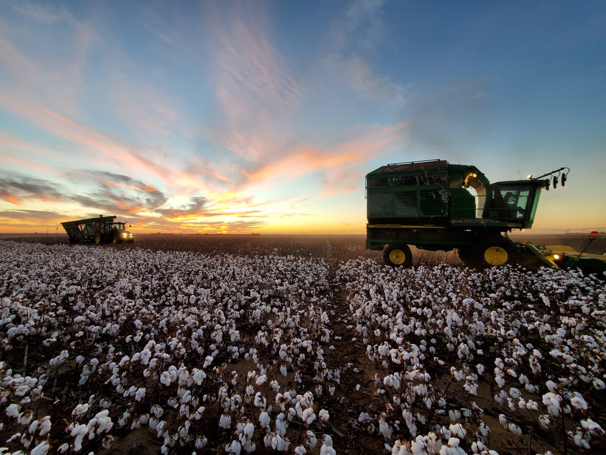 farmpress's tweet photo. HAPPY ANNIVERSARY! U.S. Cotton Trust Protocol celebrates anniversary- Kansas farmer shares the benefits of the U.S. Cotton Trust Protocol as it marks one year. https://t.co/HMzDbzWdry
@Latzke @farmer_kansas #Cotton https://t.co/hKDeNJgNM7