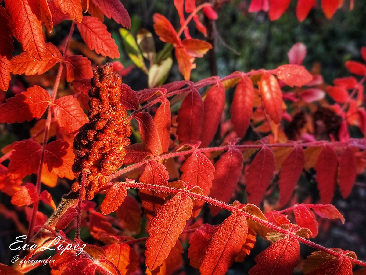 EvaM_Lopez's tweet photo. #LosZumaques
#AlcaláLaReal #Jaén #Andalucía #ruta #sendero #vereda #camino #zumaques #otoño🍁 #Noviembre #paisaje #landscape #campo #senderismo #naturaleza #fotografía https://t.co/fWSxd3ejGL