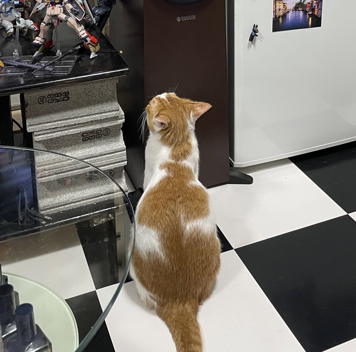 azudra's tweet photo. This is how my cat threatens me when I feel that it doesn't play much. This is a notice that "I will jump on the shelf of the figure you cherish from now on!"
Cat's request!
#茶白猫琥珀
#Catsrequest
#cat https://t.co/tCp8wKgn5i