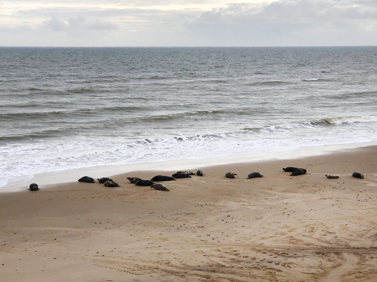 Winterton Beach Car Park tweet media