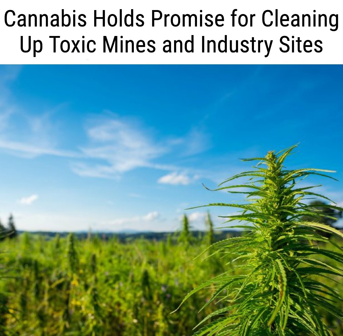 LetsTalkHemp's tweet photo. "Those interested in cleaning up the toxic legacy of mines and industries in South Africa may have happened upon an unlikely cleanser: cannabis." Read more on this via our recent newsletter (link in bio)! 👆🏼⁠
.⁠
.⁠
📸 ISTOCK⁠ https://t.co/2Oybj4FL7a
