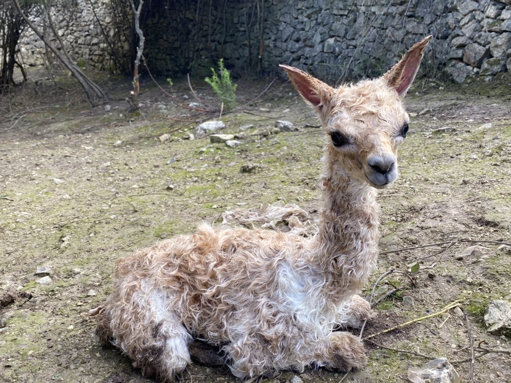 cellercanmarles's tweet photo. Estrenamos nuestro perfil con la feliz noticia del nacimiento de nuestra 19 alpaca en el penedès hace a penas 2 horas. @tv3cat @apm https://t.co/e5GYZrSOgZ