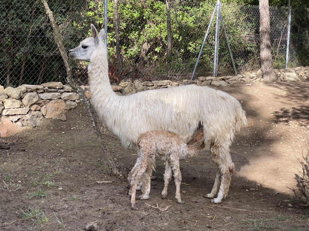 cellercanmarles's tweet photo. Estrenamos nuestro perfil con la feliz noticia del nacimiento de nuestra 19 alpaca en el penedès hace a penas 2 horas. @tv3cat @apm https://t.co/e5GYZrSOgZ