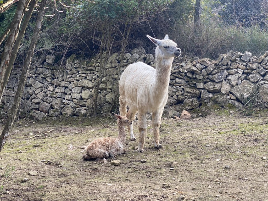 cellercanmarles's tweet photo. Estrenamos nuestro perfil con la feliz noticia del nacimiento de nuestra 19 alpaca en el penedès hace a penas 2 horas. @tv3cat @apm https://t.co/e5GYZrSOgZ