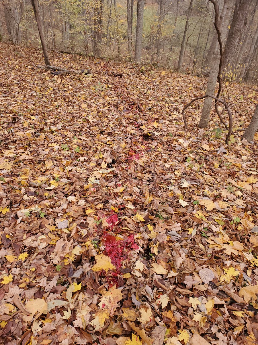 noahbrock16's tweet photo. Doe is down. Should be an easy track. https://t.co/VEw4YV560k