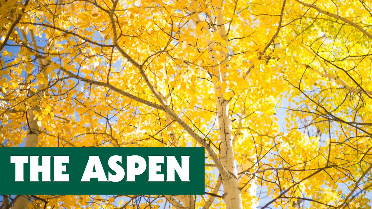 FSC_Canada's tweet photo. Meet the Tree Monday: The Aspen. Easily noticed for its bright yellow leaves in the fall, Aspen wood is less flammable & doesn't splinter as easily as other woods. This is why Aspen wood is used in saunas โจ๏ธ and in matches ๐ฅ. #trees #chooseFSC #standforforests https://t.co/N6R73aI6Mn