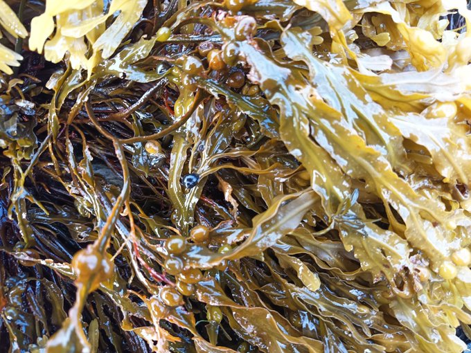 CiimarUp's tweet photo. The #Adaptchange project was on an expedition to Norway between the 2-10 Sep including the researchers Rui Faria and Cátia Monteiro from @CiimarUp!
Adaptchange is financed by the bilateral relations fund of #EEAgrants @EEAGrantsPT 
#CIIMARresearch #CIIMARresearchers #expedition https://t.co/BzvQxp1ffG