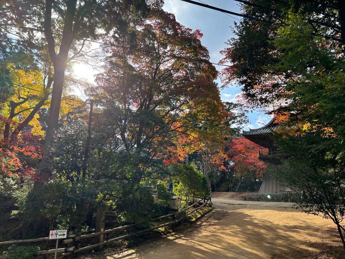 yokubariLife's tweet photo. 出張先では紅葉を楽しみました🍁

四季を感じるのが大好き
来週もちょこっと近所を旅行するから
その様子をお届けしたい👍 https://t.co/64CjvD7PS6
