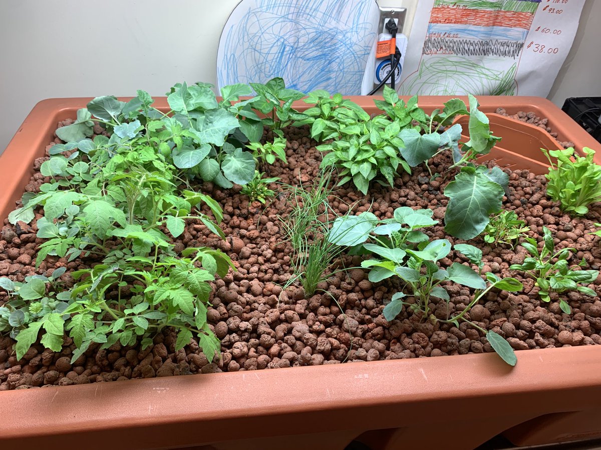 Aquaponics lab plants 🌱 are taking off here ⁦<a href="/wmsnatick/">Wilson Middle School</a>⁩