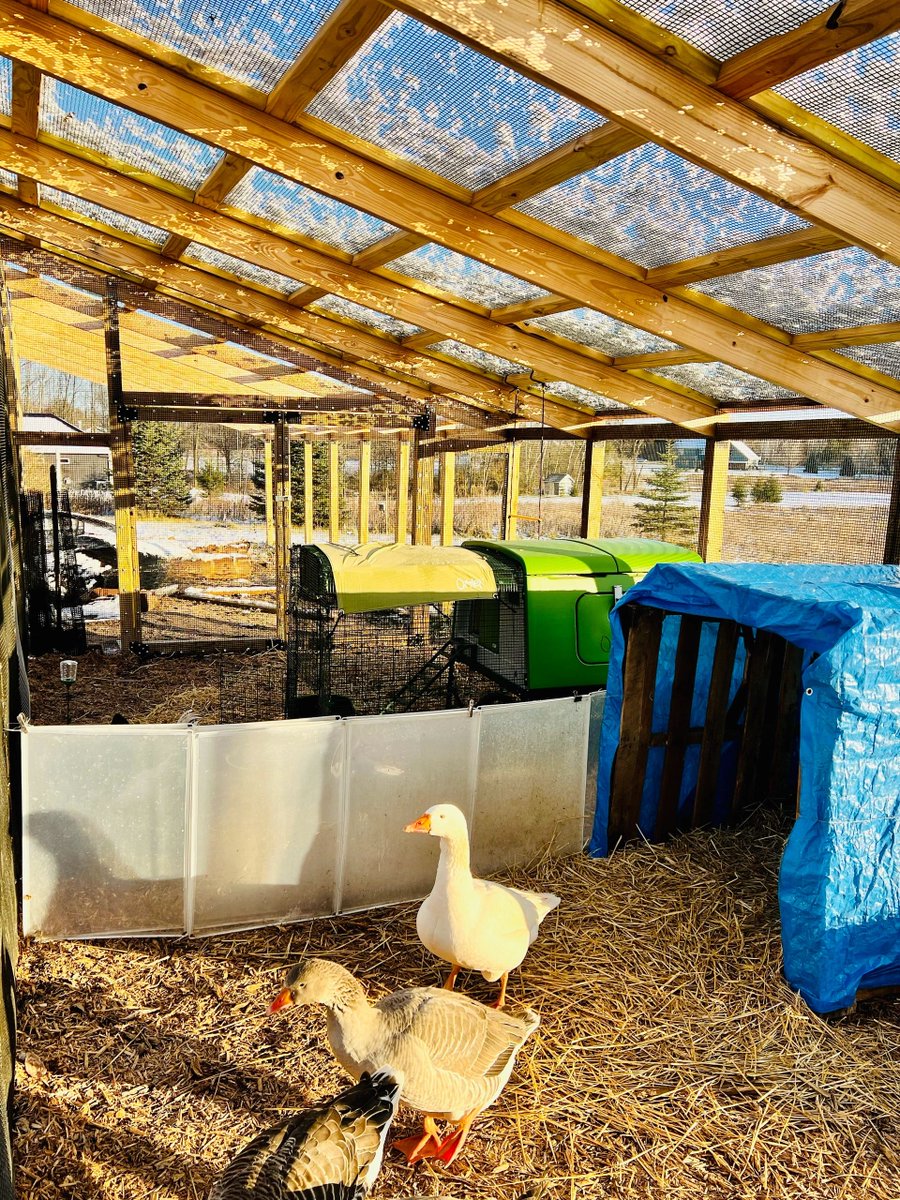 Working on finishing touches, but our birds are in their new run! There’ll be a greenhouse-slash-emergency-run on the other side & a hallway to a new coop & our Eglu Cube from @omletusa 🥳

#PoultryPalace #ChickenCastle #FlockFortress #GooseGarrison #Chickens #Geese #PilgrimGeese