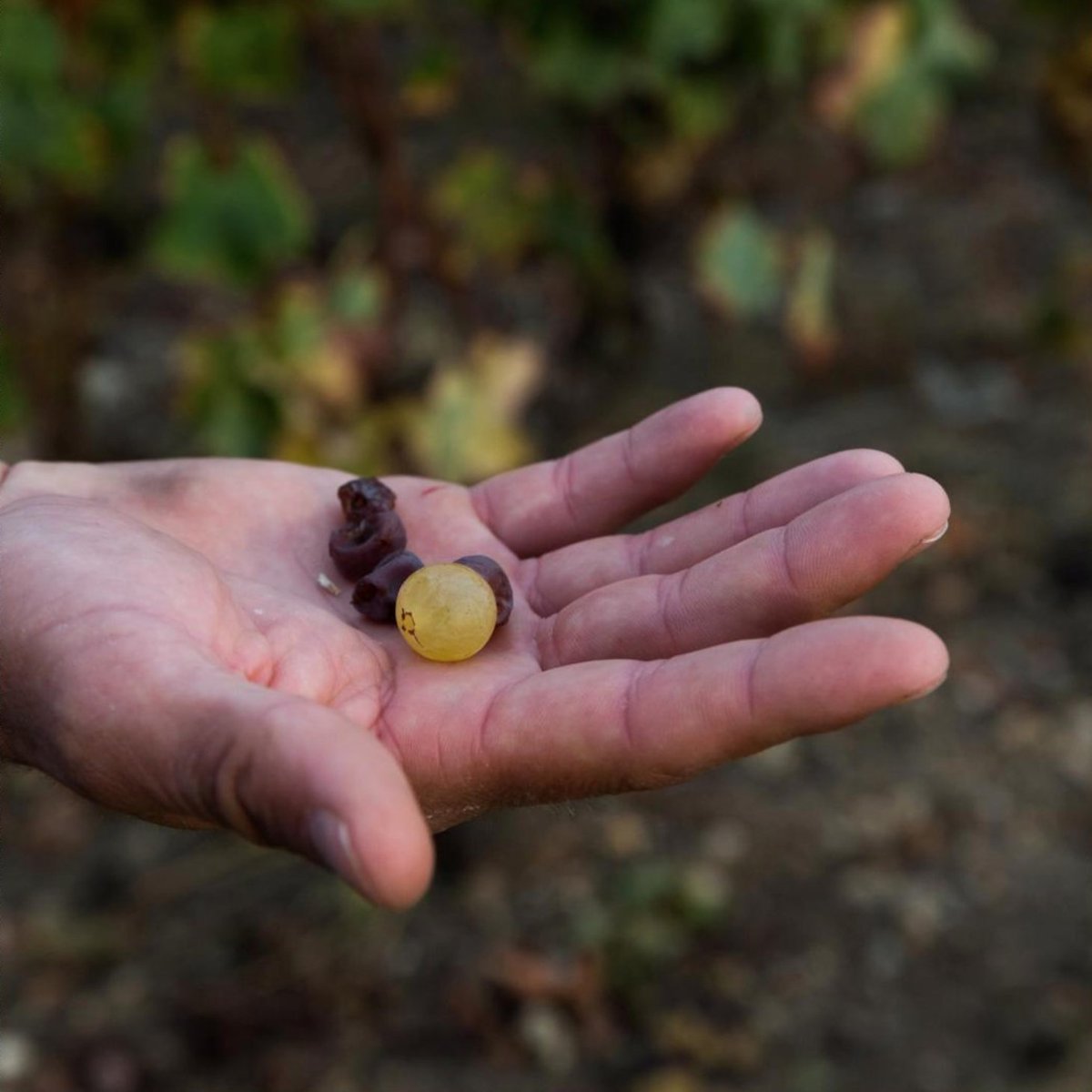 SelectWinePros's tweet photo. Botrytis cinerea - otherwise known as Noble Rot - is integral in creating the distinct, concentrated flavours of Sauternes. The wines these grapes produce have some of the greatest aging potential found in any varietal. Photo by The Domaines #SelectWines https://t.co/DbCENCbaFI