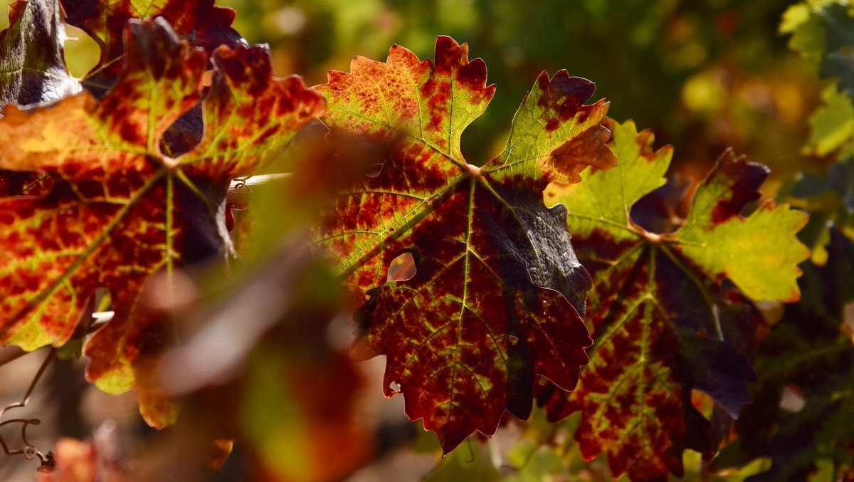 Our estate is looking ravishing these days if we do say so ourselves. Come catch a glimpse of Spring Mountain autumn while it's still here! bit.ly/3H3Vdr4 

#springmountain #napavalley #sthelena #winecountry #visitnapavalley #winery #winetasting #vineyard