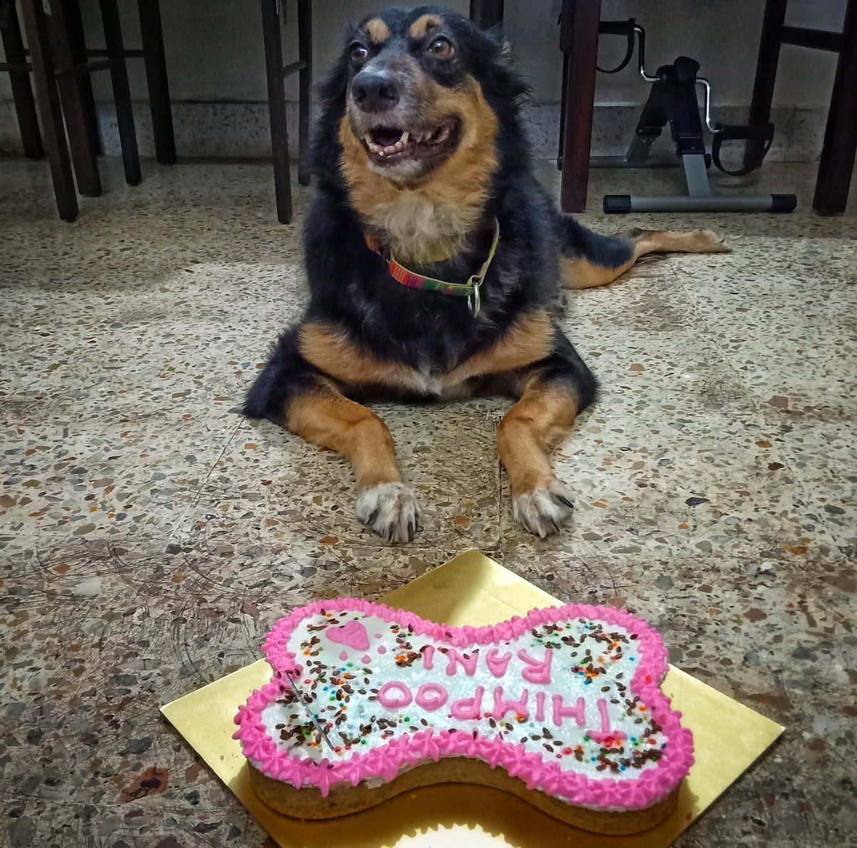 Amit_Photowalla's tweet photo. Our b'day girl turns 9 yrs.
#home #thimpoo #pet #family #pretty #BirthdayCake #birthday #tellitlikeitis #muttoncake #dogsarelove #myprecious @sohinimaitra #Celebrations #celebrities #celebratingbirthday https://t.co/8Md8TBdiAX