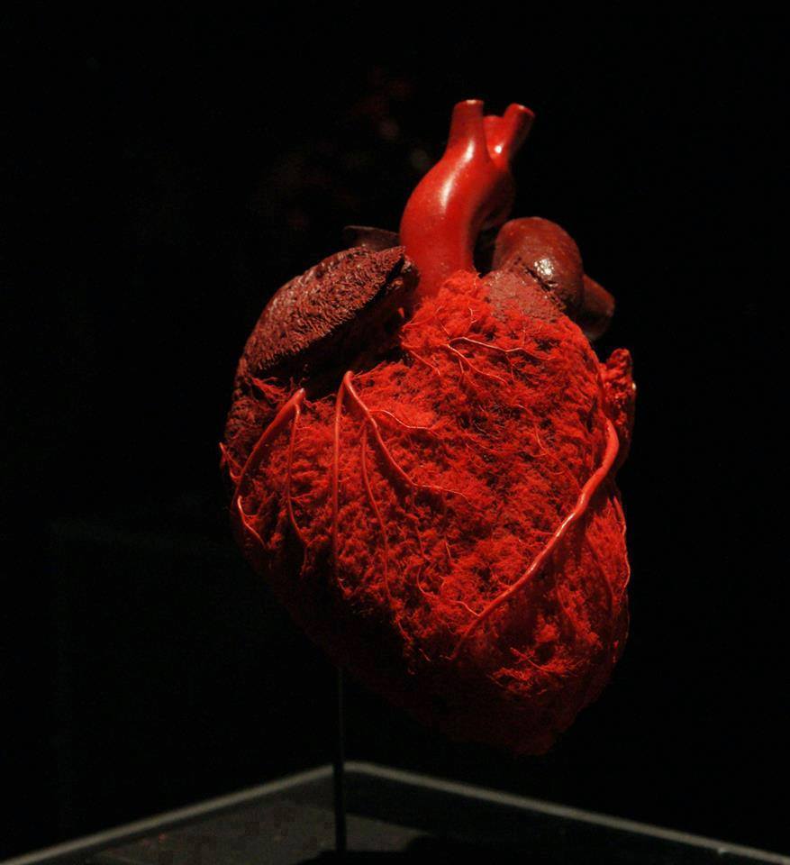 Найти живое сердце. Человеческое сердце настоящее.