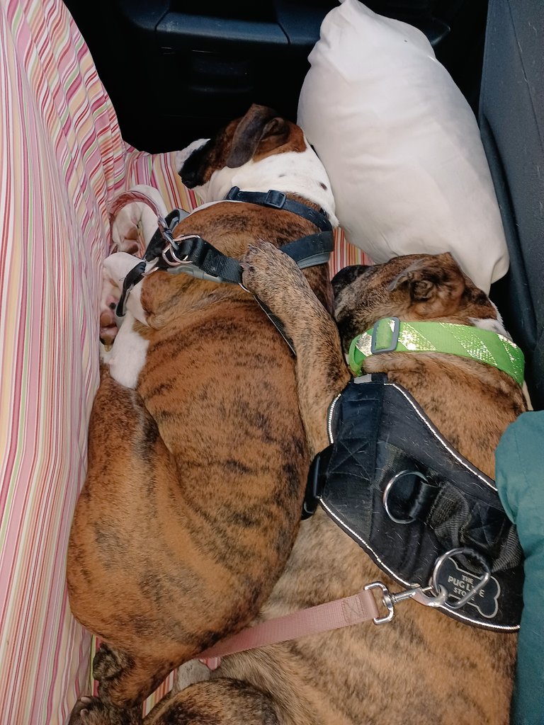 DaisyBoxerGirl1's tweet photo. Resting while on a road trip https://t.co/YESbqQFCVc