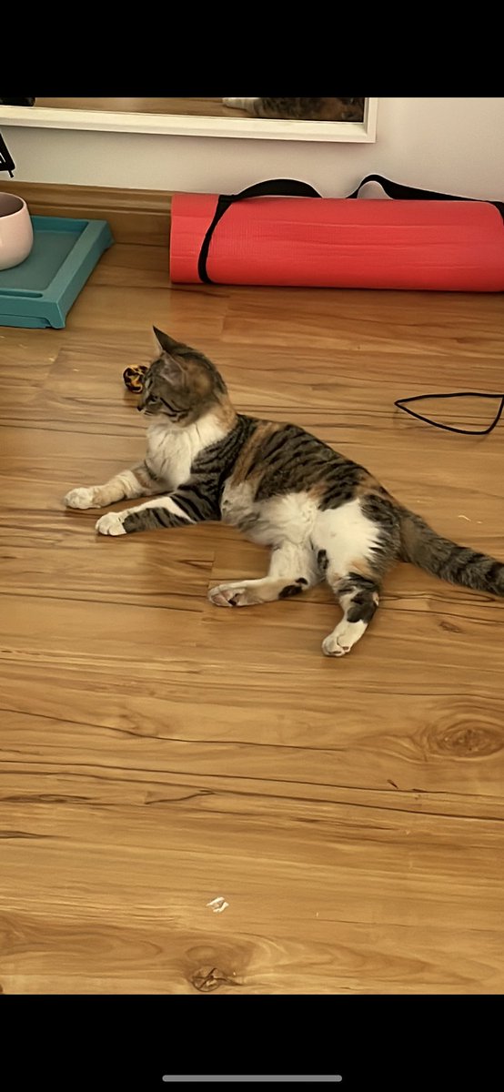 عرض قطط للتبني tweet media