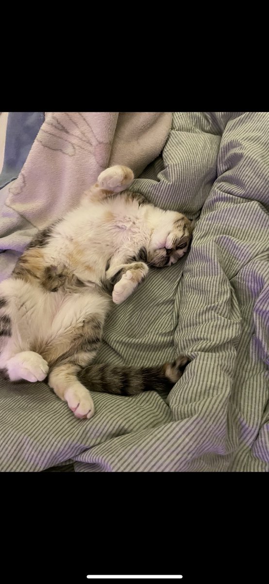 عرض قطط للتبني tweet media