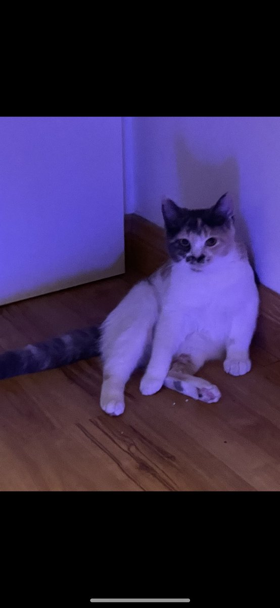 عرض قطط للتبني tweet media