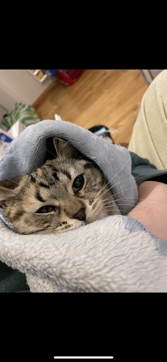 عرض قطط للتبني tweet media