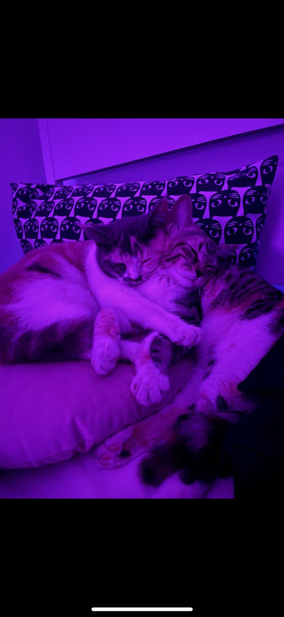 عرض قطط للتبني tweet media