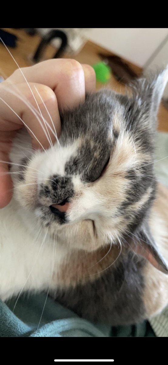 عرض قطط للتبني tweet media