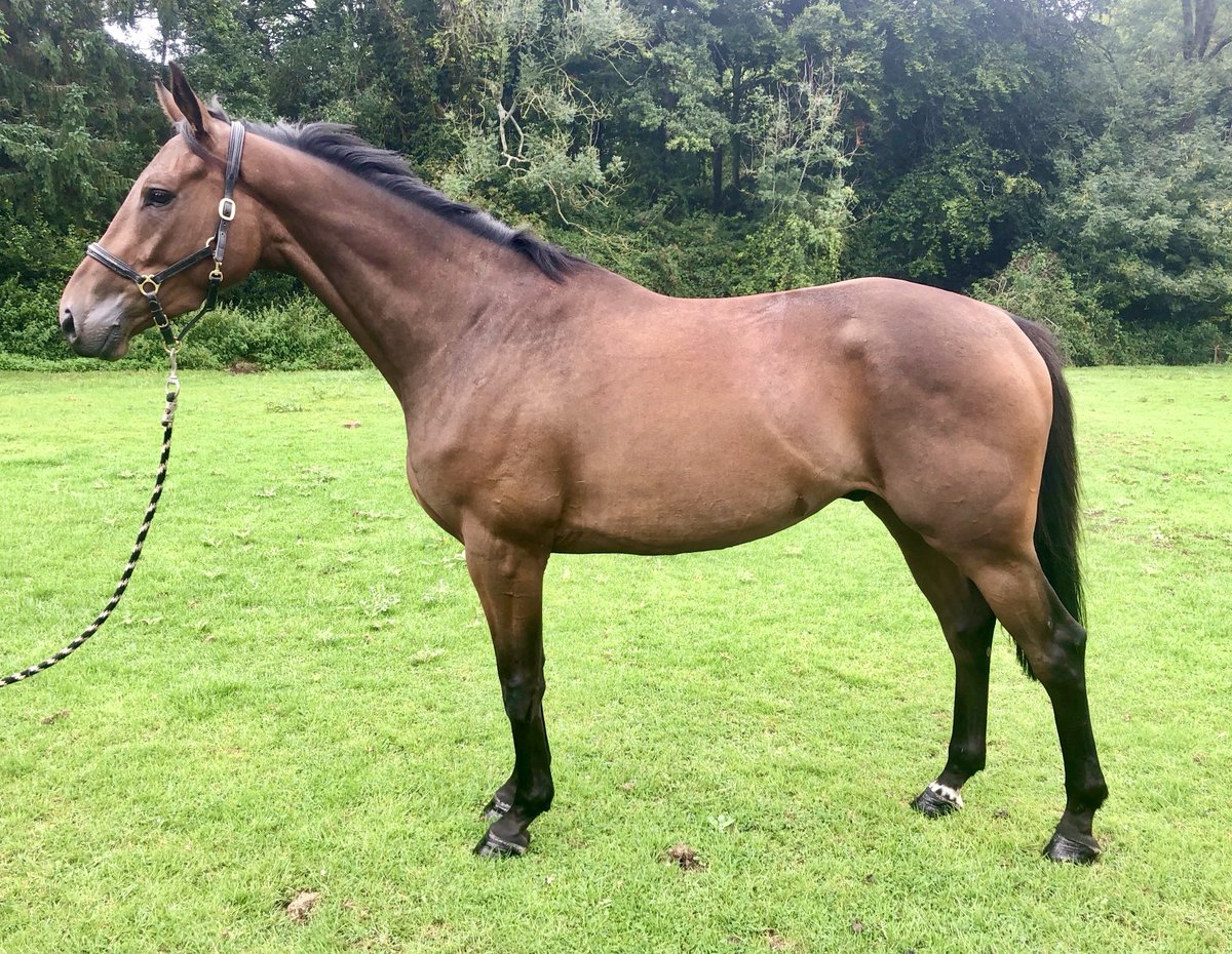 k_woollacott's tweet photo. Weak and unbroken baby to winning Pointer #ParkThisOne #WalkInThePark bought ⁦@GoffsUK⁩ 💚💙 well done ⁦@TheSausageShed⁩ ⁦@Aruba_Island⁩ ⁦@Wellyboy⁩ https://t.co/0ECPiBvCMx