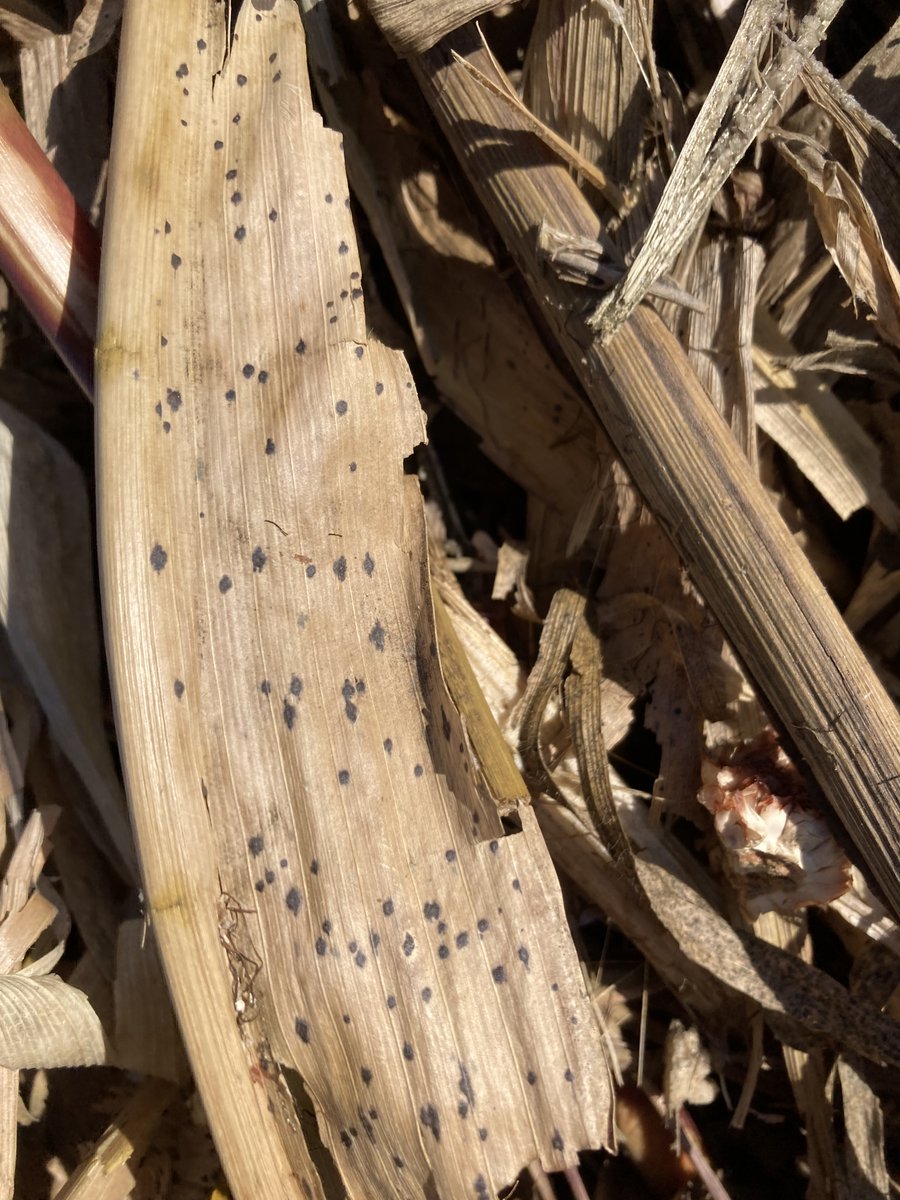 FarmTech1976's tweet photo. The fungal disease Tar Spot has reached Southeast Minnesota. It can be a devastating disease that may reduce yield as much as 50 to 75 bu./acre. Reach out to our Agronomist, Winston Smith, to discuss options to take action against Tar Spot. 507-481-9592 or winston@farmtech.com https://t.co/nLJS52lSt3