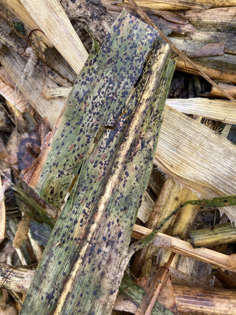 FarmTech1976's tweet photo. The fungal disease Tar Spot has reached Southeast Minnesota. It can be a devastating disease that may reduce yield as much as 50 to 75 bu./acre. Reach out to our Agronomist, Winston Smith, to discuss options to take action against Tar Spot. 507-481-9592 or winston@farmtech.com https://t.co/nLJS52lSt3