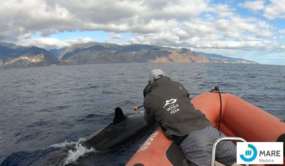 WOW! First satellite biologger on a false-killer whale (Pseudorca crassidens) in the Atlantic Ocean (off Madeira Island)! Follow its movements at
movebank.org/cms/webapp...
<a href="/MARE_Madeira/">MARE-Madeira I Aquatic Research Institute</a> <a href="/intertagua/">Intertagua</a> <a href="/MarcetProyecto/">MARCET II</a>  
#cetaceans #satellite #telemetry
#macaronesia
#Pseudorca