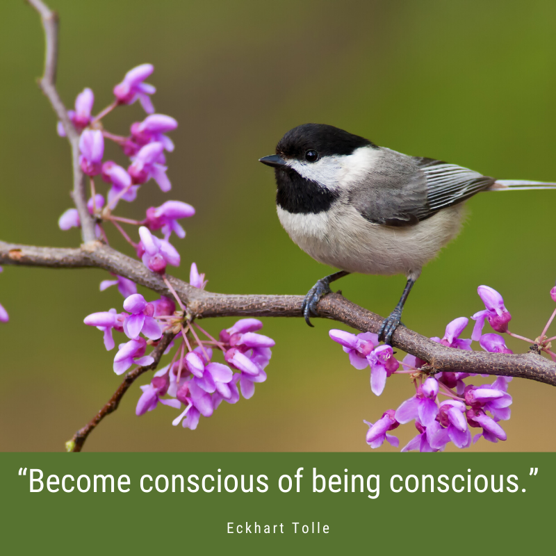 EckhartTolle's tweet photo. “Become conscious of being conscious.” - Eckhart Tolle https://t.co/5w4YatBOiI