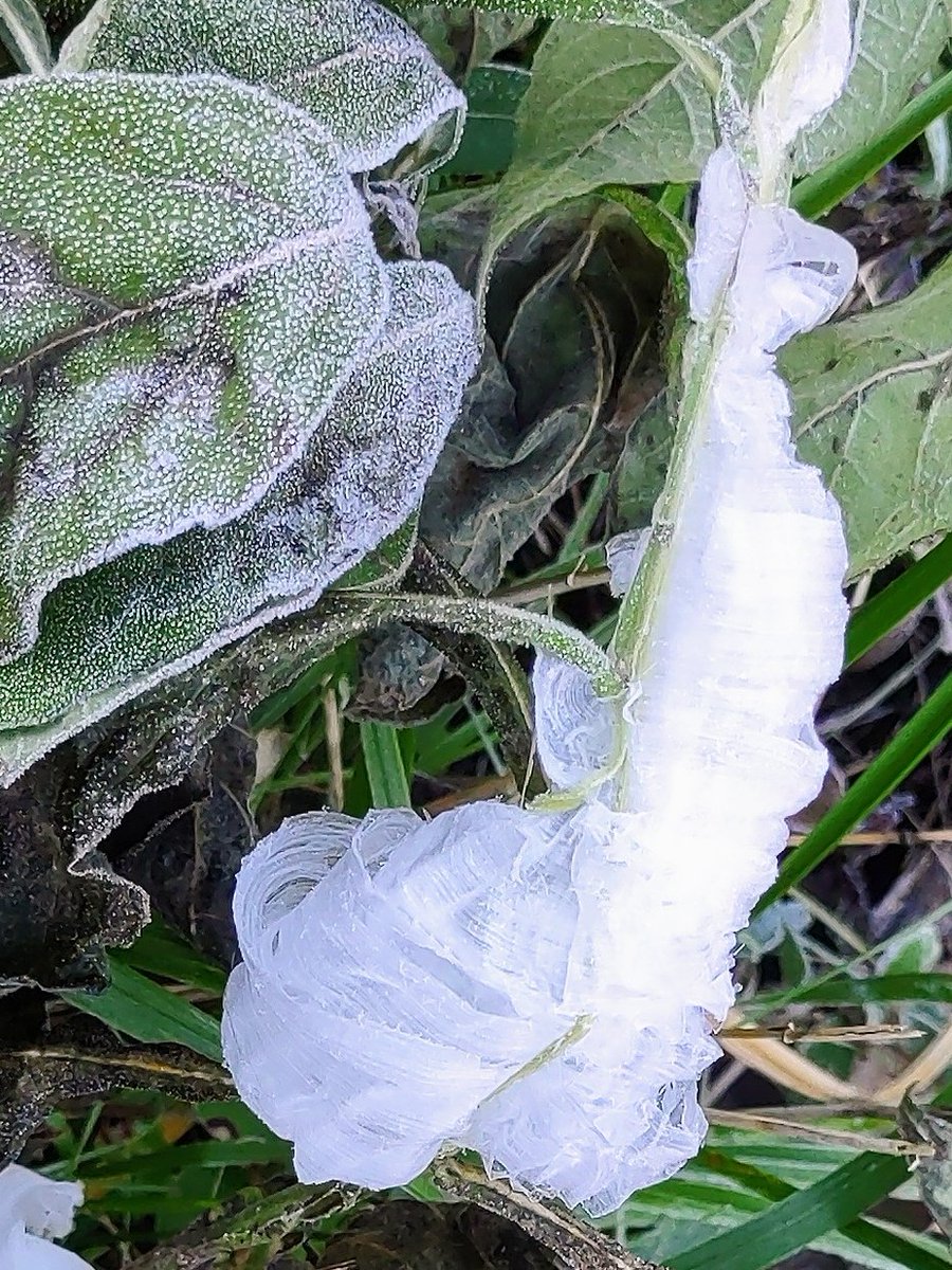 chriskincaid232's tweet photo. @NC5_BreeSmith Hey Bree, the frost flowers were in full bloom this weekend in southern Middle TN! https://t.co/5cChyKG5gK