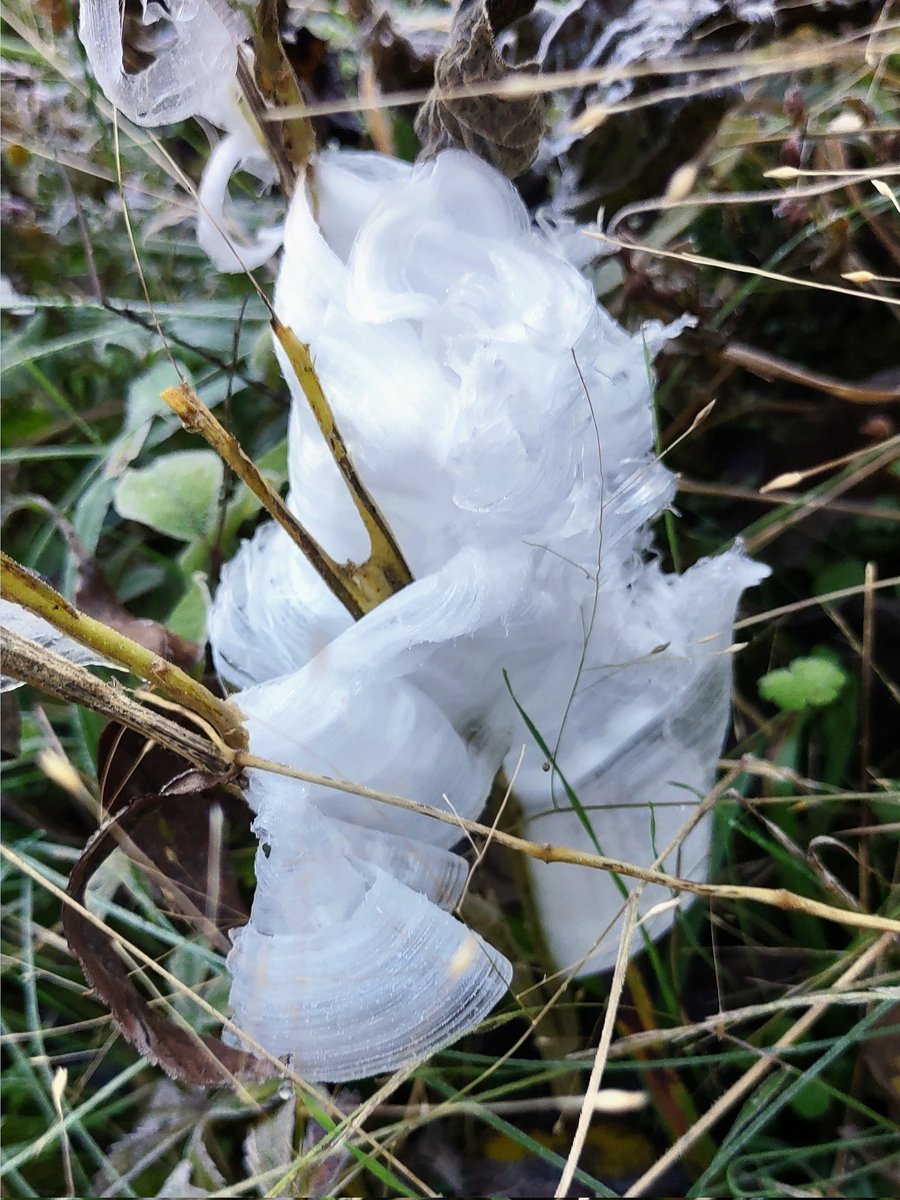 chriskincaid232's tweet photo. @NC5_BreeSmith Hey Bree, the frost flowers were in full bloom this weekend in southern Middle TN! https://t.co/5cChyKG5gK