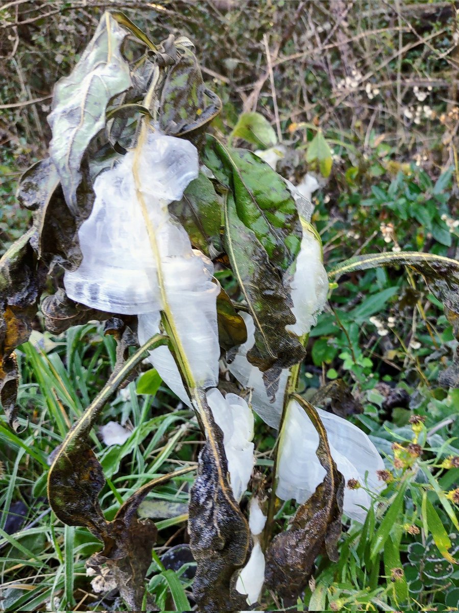 chriskincaid232's tweet photo. @NC5_BreeSmith Hey Bree, the frost flowers were in full bloom this weekend in southern Middle TN! https://t.co/5cChyKG5gK