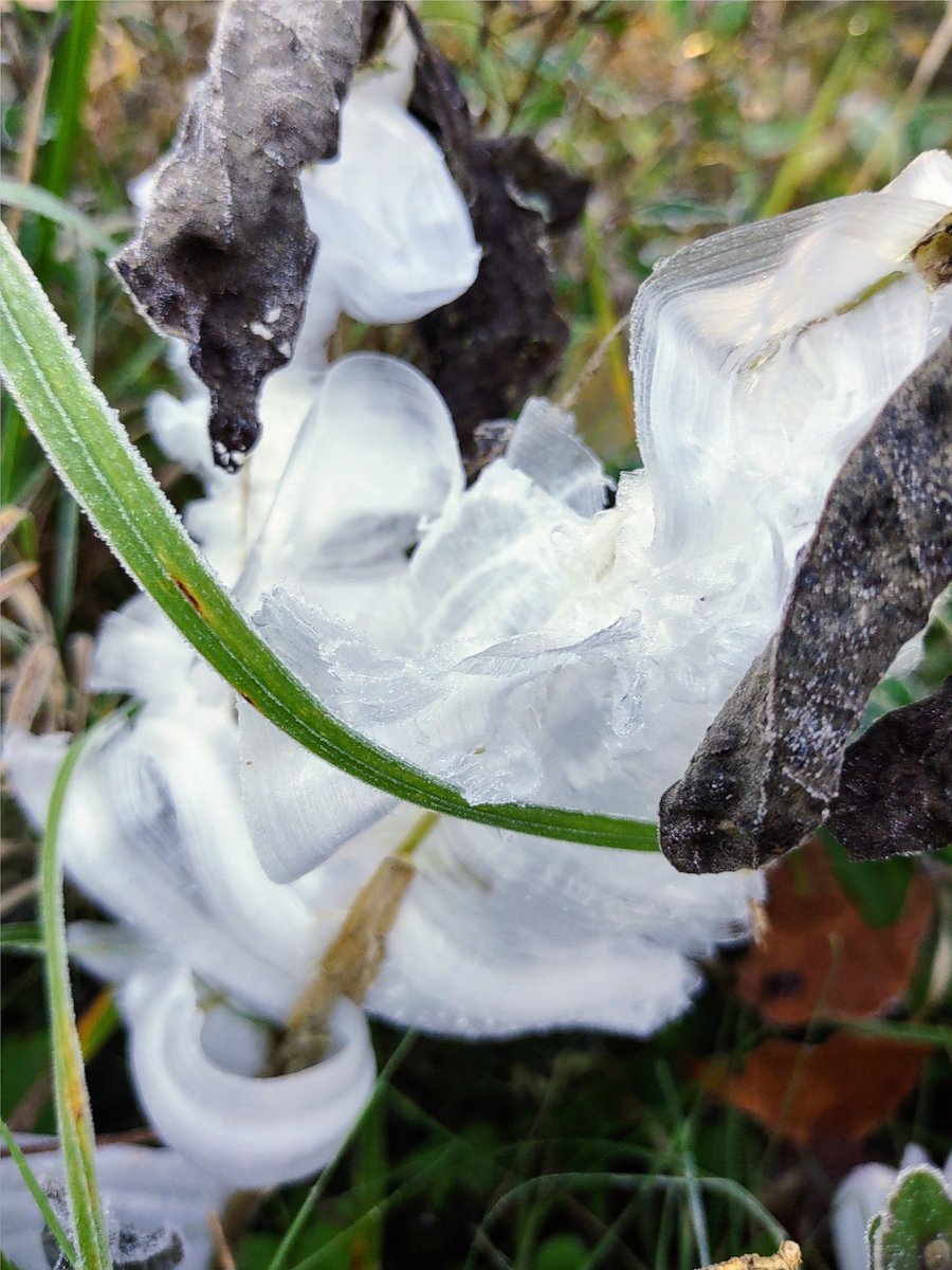 chriskincaid232's tweet photo. @NC5_BreeSmith Hey Bree, the frost flowers were in full bloom this weekend in southern Middle TN! https://t.co/5cChyKG5gK