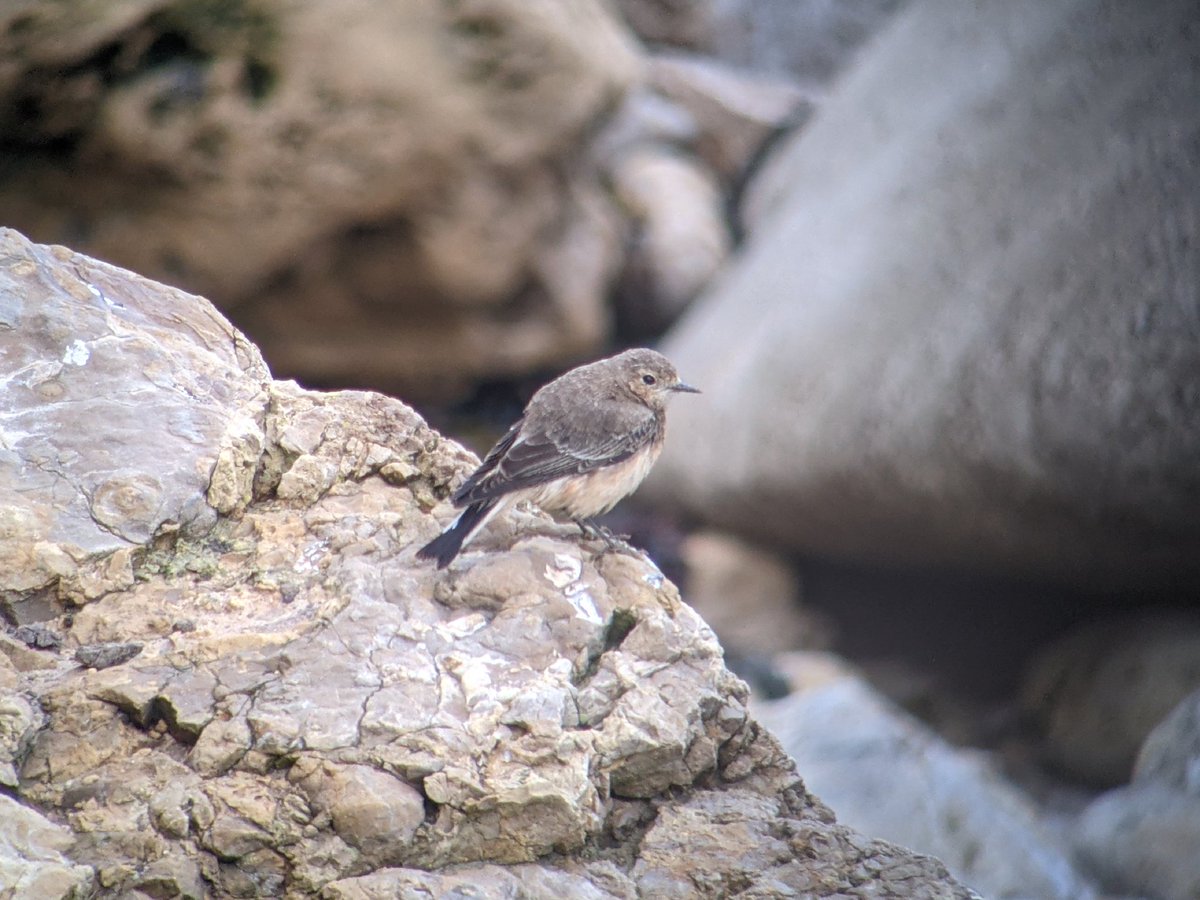 piner_chris's tweet photo. female Pied Wheatear still c3pm Whitburn on Cliff at South end of Rifle range @RareBirdAlertUK https://t.co/3bVvTkgsOP