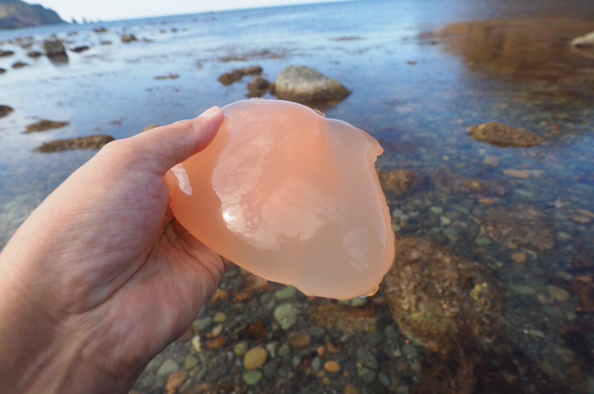 海岸で拾った謎のぷにぷにの物体 最初は クラゲか何かかな と思っていたがある物体の説が浮上して混迷を深めている Togetter