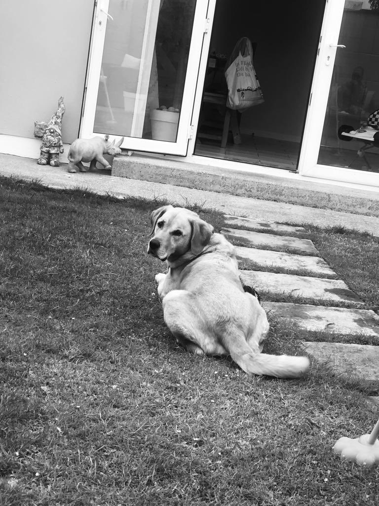 princessfluffi's tweet photo. @pets468 Scully https://t.co/I84ZGBgMEr