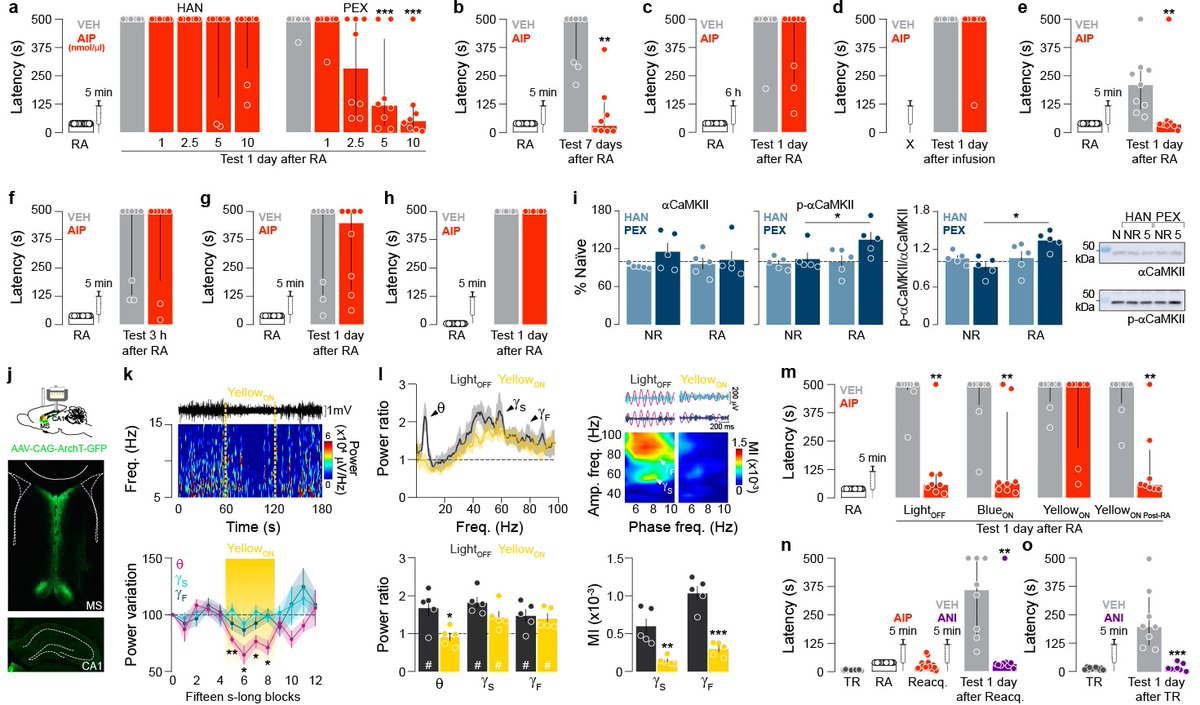 Happy to share our new paper in <a href="/molecularbrain/">Molecular Brain</a>  showing the involvement of hippocampal CaMKII in avoidance memory reconsolidation!!
rdcu.be/cBogA 
<a href="/ufrnbr/">UFRN</a> @ICeUFRN <a href="/ISDnarede/">Instituto Santos Dumont</a> 
<a href="/M_Caro_Gonzalez/">Carolina Gonzalez</a> <a href="/Rossato_Janine/">Janine Rossato</a> <a href="/rodrigo_neuro/">Rodrigo Oliveira</a> @MartinCammarot