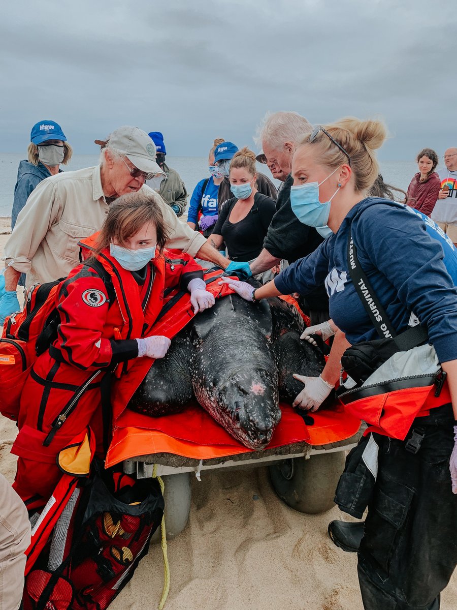 NEAQ's tweet photo. We have data from the 600lb sea turtle we helped release off P-town in Oct!

The pop-up tag showed that the turtle was just SE of the Northeast Canyons and Seamounts #MarineNationalMonument. The dive + temperature data for the last 30 days are consistent with a healthy turtle! https://t.co/d6vhiepPY1