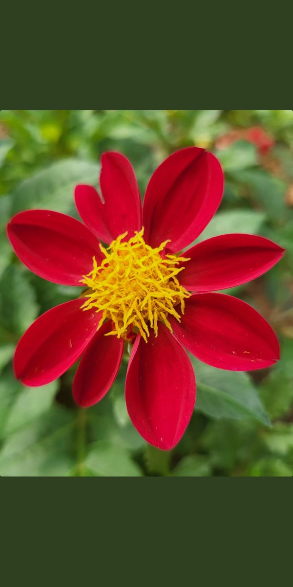 Azad1118_ckd's tweet photo. This flowers beauty filled my heart with love and joy 🌸
#beuty 
#Flowers 
#beutyofnature #NaturePhotography 
#natural https://t.co/XXrAFr2Kwi